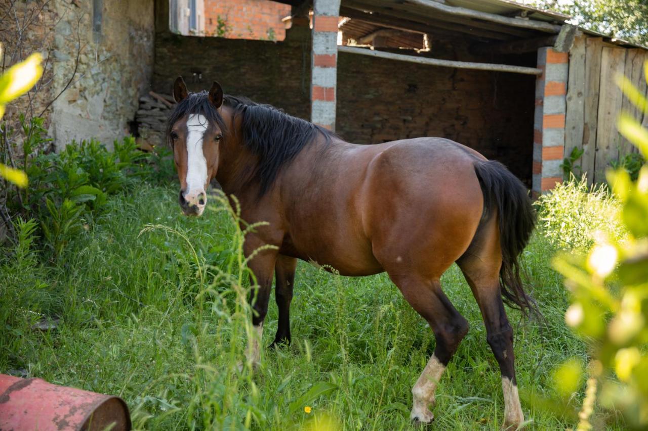 Гостевой дом Cavalo De Xisto - Turismo Rural, Lda. Almaceda Экстерьер фото